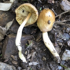 Bolbitius variicolor