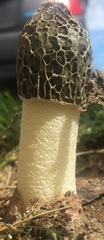 Phallus hadriani