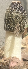 Phallus hadriani
