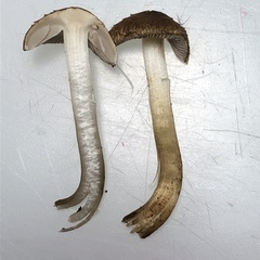 Inocybe tenebrosa