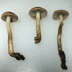 Inocybe tenebrosa