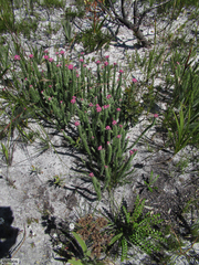 Lachnospermum umbellatum