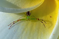 Misumena spinifera