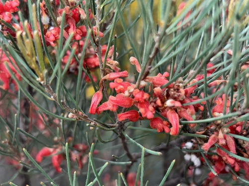 Pine-leaved Grevillea (Grevillea pinifolia)