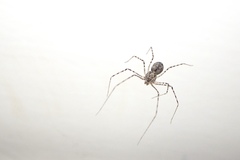 Scytodes
