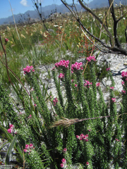 Lachnospermum umbellatum