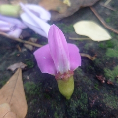 Canavalia cathartica, photograph (c) Boson, some rights reserved (CC BY)