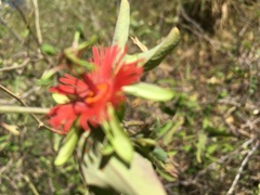 Passiflora mexicana