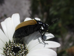 Prolytta pallidipennis