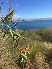 Passiflora mexicana