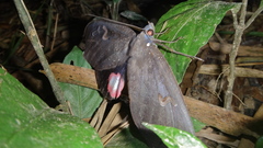 Phyllodes consobrina