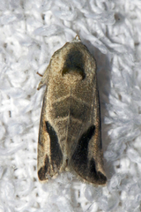Eublemma olivacea