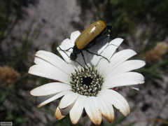 Prolytta pallidipennis