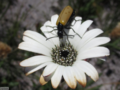 Prolytta pallidipennis