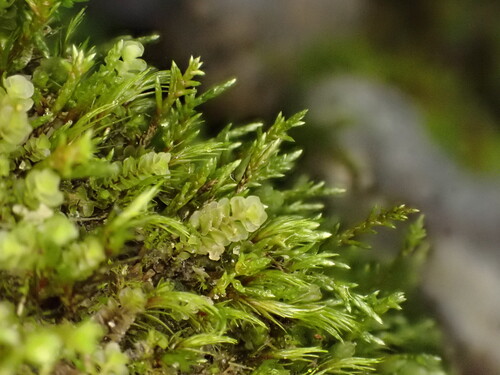 Anomobryum julaceum observed 2025-09-13
