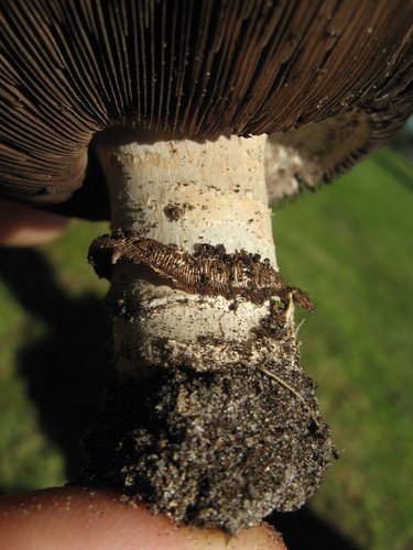 Pavement Mushroom