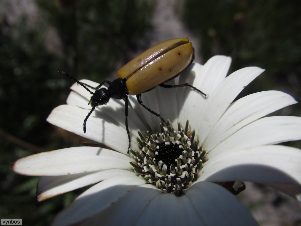 Prolytta pallidipennis