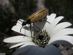 Prolytta pallidipennis