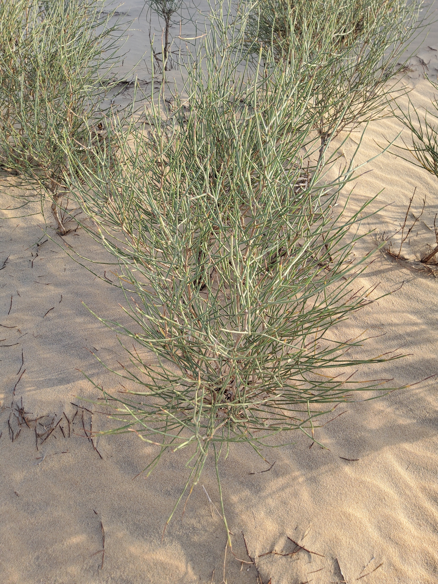 White Saxaul Tree (Haloxylon persicum)