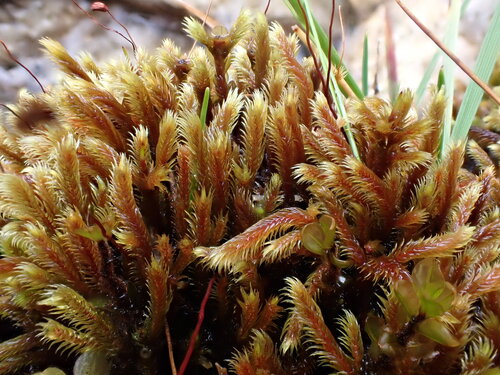 Philonotis seriata observed 2025-09-13