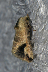 Eublemma olivacea