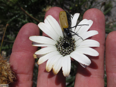 Prolytta pallidipennis