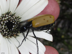 Prolytta pallidipennis