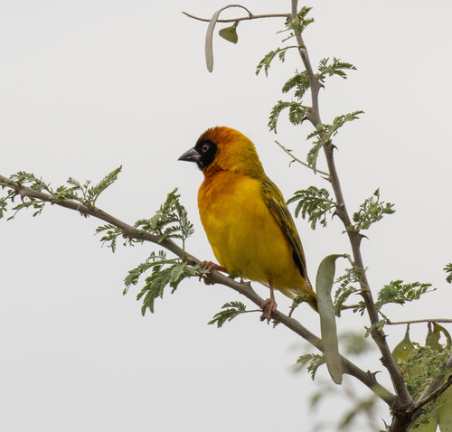 Vitelline Masked Weaver (Ploceus vitellinus), photo 5
