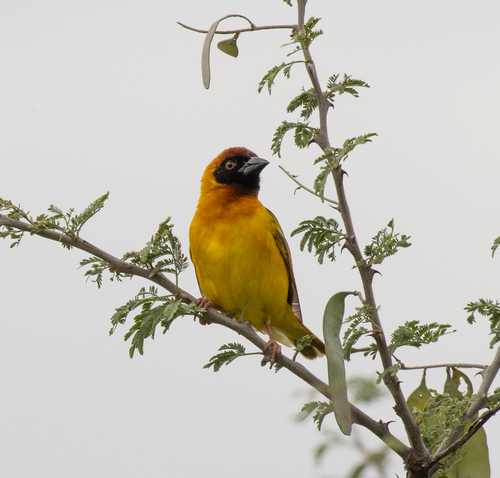 Vitelline Masked Weaver (Ploceus vitellinus), photo 4