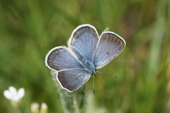 Icaricia icarioides blackmorei