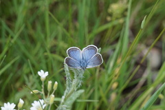 Icaricia icarioides blackmorei