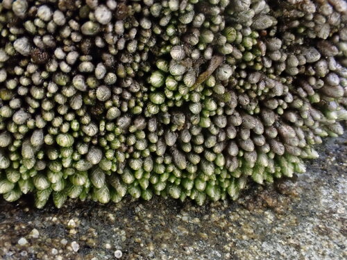 Gymnomitrion corallioides observed 2025-09-13