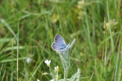 Icaricia icarioides blackmorei