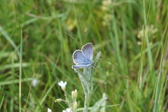 Icaricia icarioides blackmorei