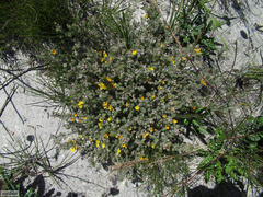 Aspalathus stenophylla