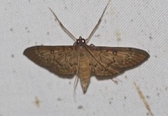 Tatobotys janapalis