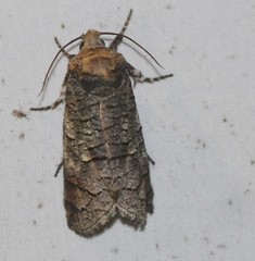 Macrocyttara expressa