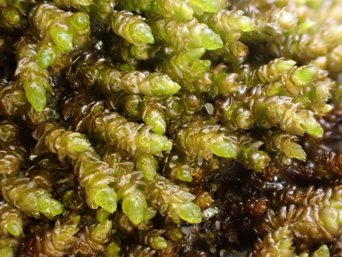 Hygrohypnum alpinum