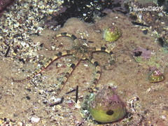 Ophiarachnella ramsayi