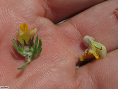 Aspalathus stenophylla