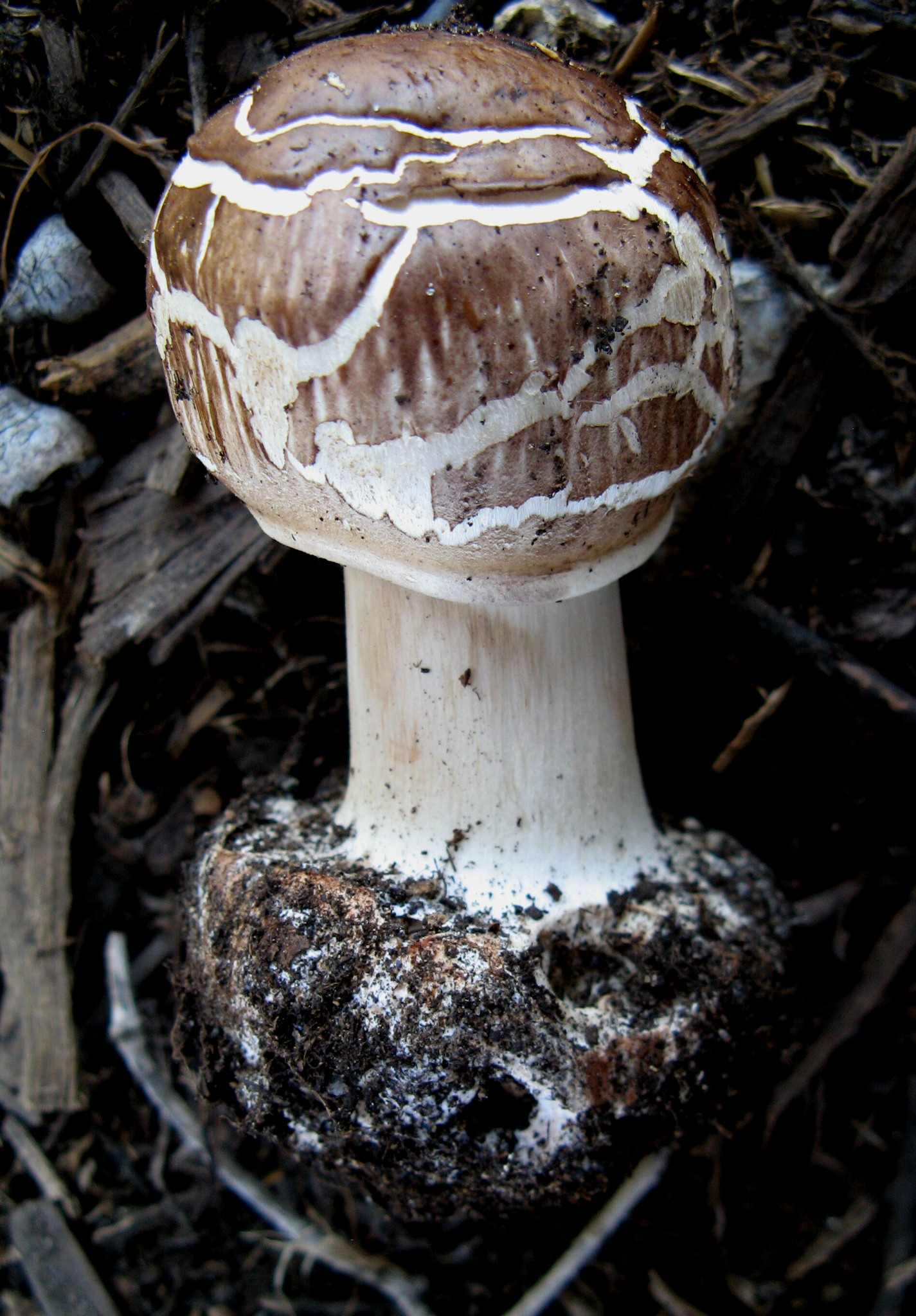 Chlorophyllum brunneum image