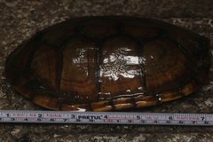 Kinosternon oaxacae