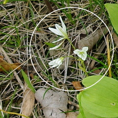 Gagea triflora