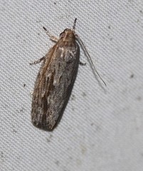 Agriophara confertella