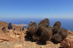 Copiapoa atacamensis