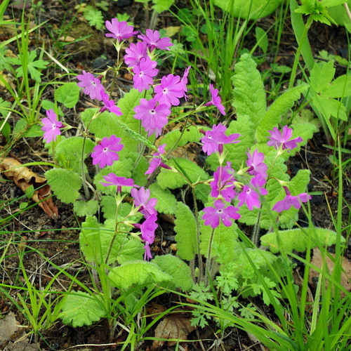 Primula sieboldii (Primula sieboldii)