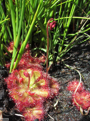 Drosera admirabilis