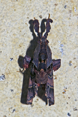 Sacada