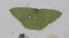 Comostola leucomerata