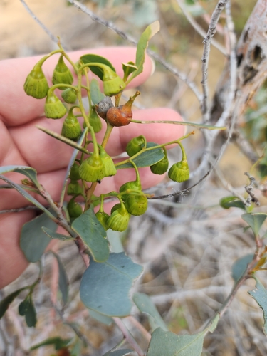 Bell Fruit Tree (Codonocarpus cotinifolius)